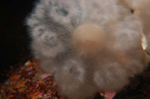 080217-4369_Monterey_Aquarium