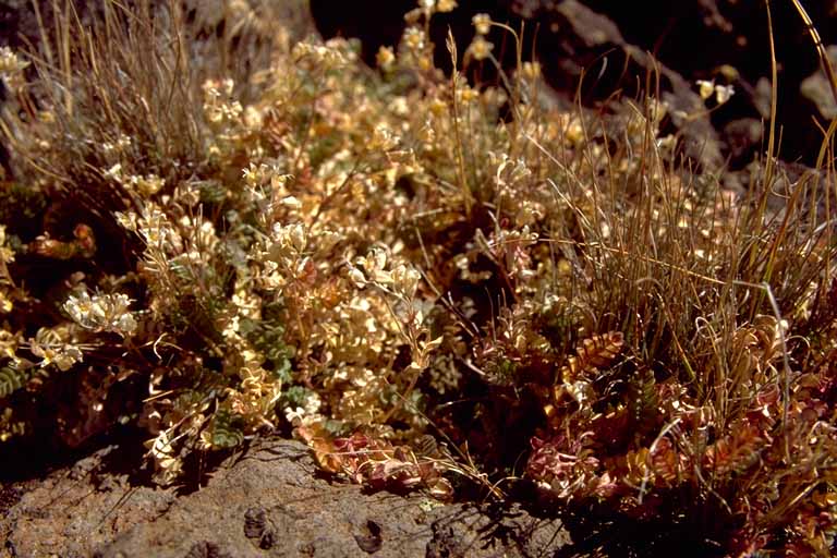 photo, close-up of dried flowers