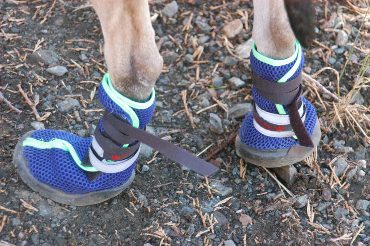 051008-2329_Doggie_booties