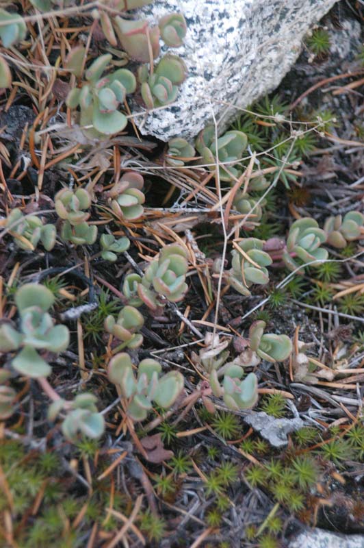 051008-2356_Succulent