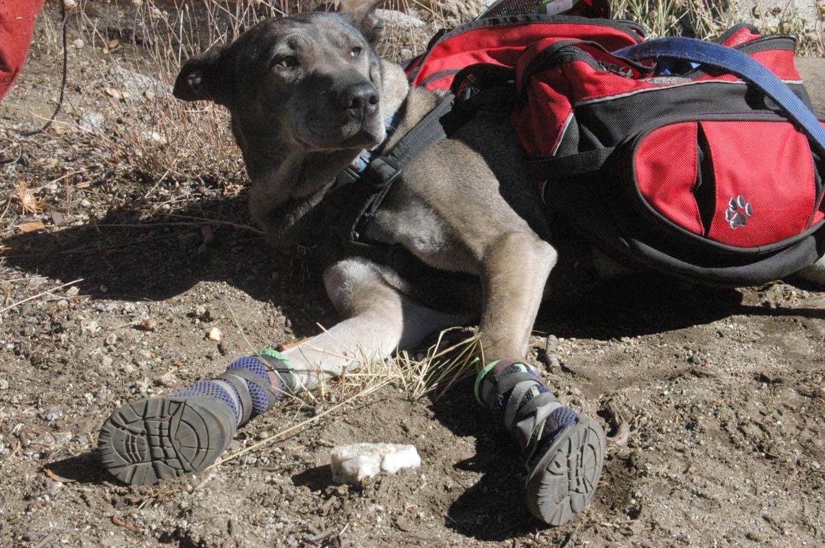 051009-2456_Doggie_booties