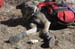 051009-2456_Doggie_booties