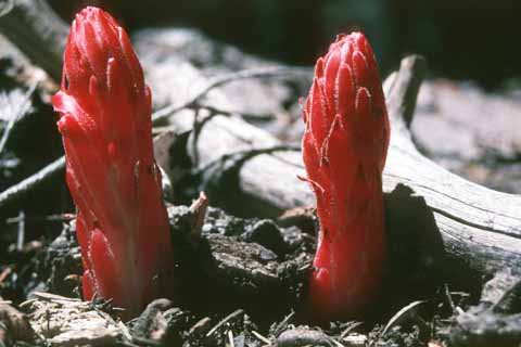 Photo, closeup of red flower.