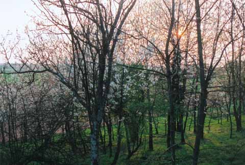 Photo, sunset in trees