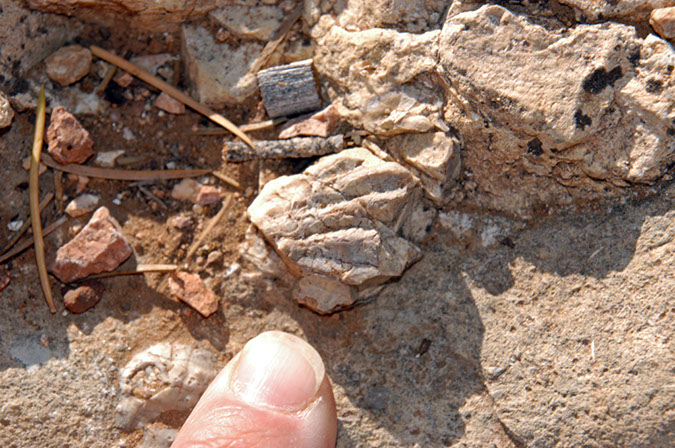 080528-6429_Fossils