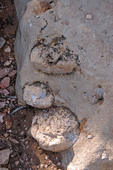 080528-6431_Fossils