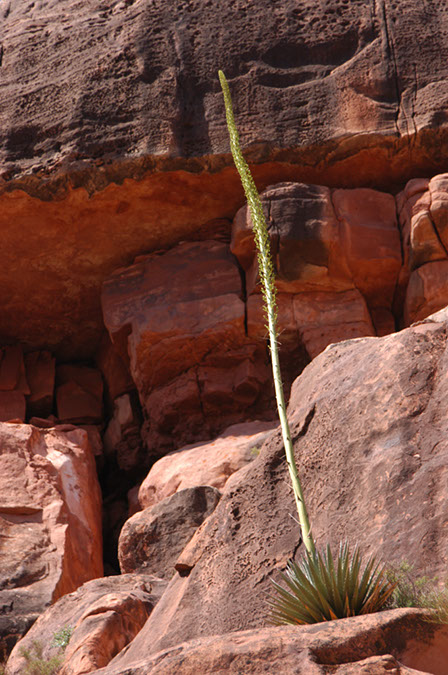 080529-6502_Grand_Canyon