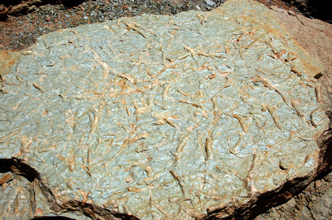 080529-6543_Fossils