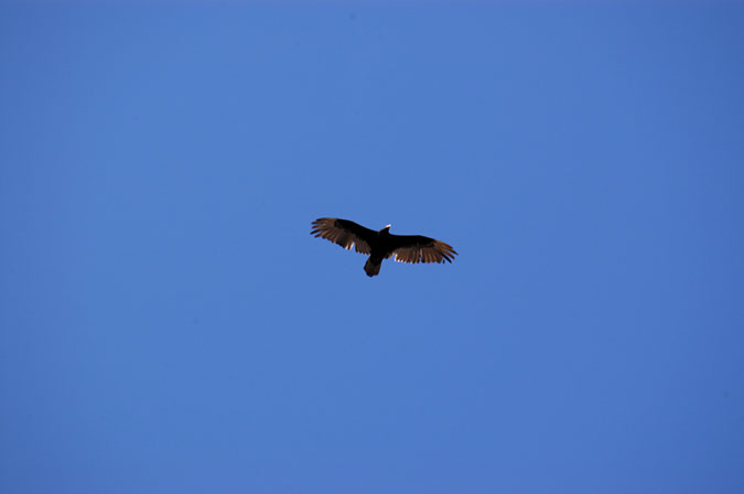 080530-6692_Condor