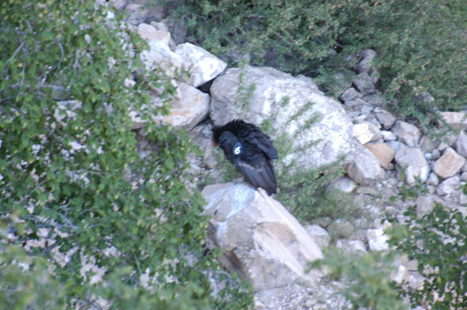 080530-6735_Condor