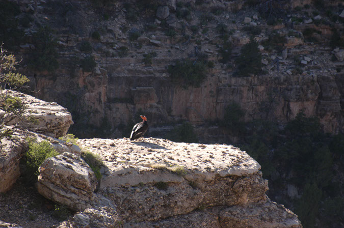 080530-6744_Condor