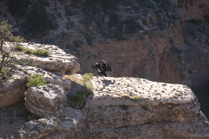 080530-6745_Condor