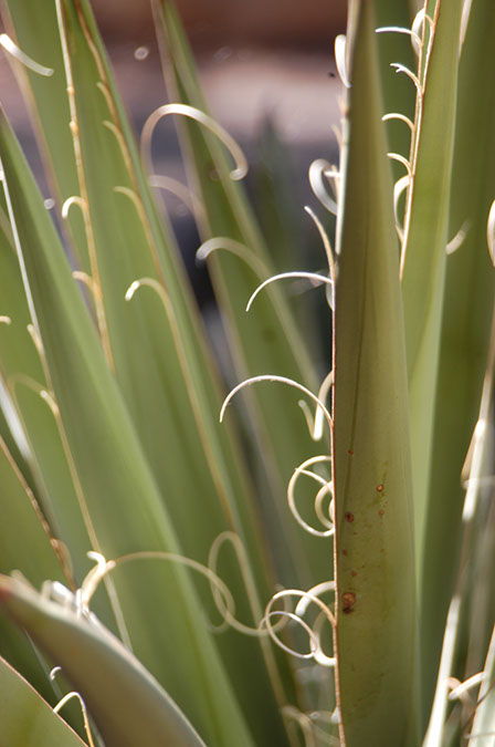 080531-6767_Yucca