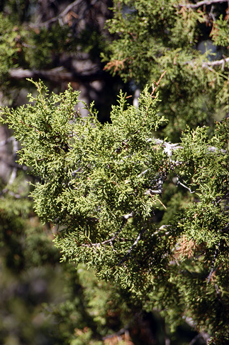 080531-6768_Juniper