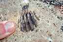 080528-6426_Fossils