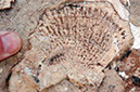 080528-6434_Fossils