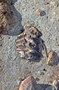 080528-6435_Fossils