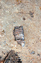 080528-6436_Fossils