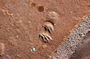 080528-6445_Lizard_tracks