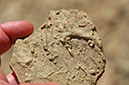 080529-6537_Fossils