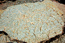 080529-6543_Fossils