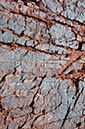 080529-6554_Grand_Canyon