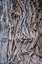 080529-6635_Cottonwood