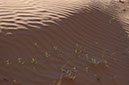 080530-6662_Grand_Canyon