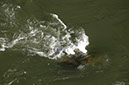 080530-6666_Grand_Canyon