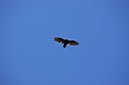 080530-6692_Condor