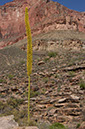 080530-6693_Agave