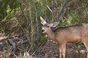 080530-6695_Grand_Canyon