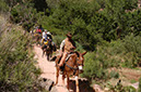080530-6700_Grand_Canyon
