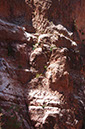 080530-6705_Grand_Canyon