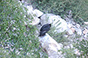 080530-6733_Condor