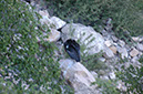 080530-6734_Condor