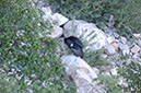 080530-6735_Condor