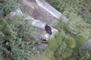 080530-6736_Condor