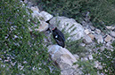 080530-6738_Condor