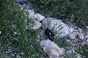 080530-6739_Condor