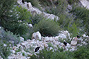 080530-6740_Condors