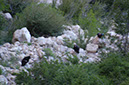 080530-6741_Condors