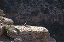 080530-6744_Condor