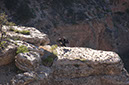 080530-6745_Condor