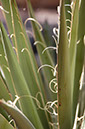 080531-6767_Yucca