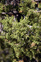080531-6768_Juniper