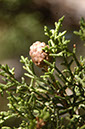 080531-6771_Juniper