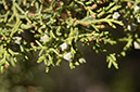 080531-6772_Juniper