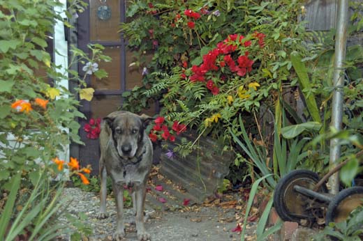 060928-8257_Gardens