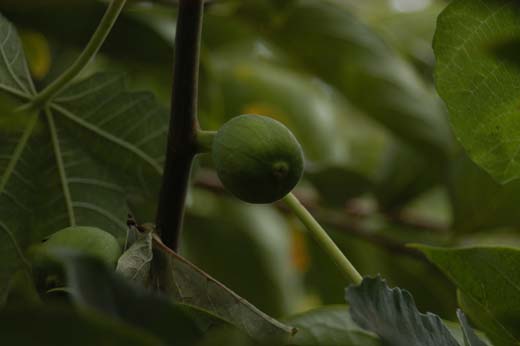 060928-8260_Gardens